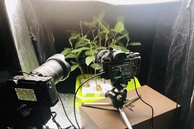 快看！102 个小时记录茶叶花开的故事