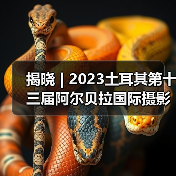 揭晓 | 2023土耳其第十三届阿尔贝拉国际摄影大赛获奖作品公布（图3）