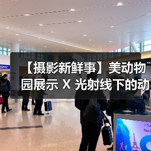【摄影新鲜事】美动物园展示 X 光射线下的动物们 | 黑内尔推出机顶灯柔光套装 | 维卓推出 4 只大光圈定焦镜头| LumaLabs 推出仅 13 克云台快装板(图2) 【摄影新鲜事】美动物园展示 X 光射线下的动物们 | 黑内尔推出机顶灯柔光套装 | 维卓推出 4 只大光圈定焦镜头| LumaLabs 推出仅 13 克云台快装板(图2)