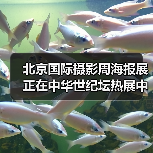 北京国际摄影周海报展正在中华世纪坛热展中(图4) 北京国际摄影周海报展正在中华世纪坛热展中(图4)