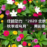 佳能助力 “2020 北京秋季观鸟月”,用影像拉近公众与自然生态距离(图4) 佳能助力 “2020 北京秋季观鸟月”,用影像拉近公众与自然生态距离(图4)