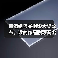 自然组鸟类摄影大奖公布,谁的作品脱颖而出?(图2) 自然组鸟类摄影大奖公布,谁的作品脱颖而出?(图2)