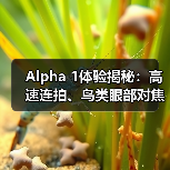 Alpha 1体验揭秘:高速连拍、鸟类眼部对焦与超广角镜头(图3) Alpha 1体验揭秘:高速连拍、鸟类眼部对焦与超广角镜头(图3)