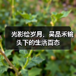 光影绘岁月,吴品禾镜头下的生活百态(图2) 光影绘岁月,吴品禾镜头下的生活百态(图2)