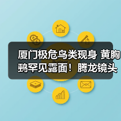 厦门极危鸟类现身 黄胸鹀罕见露面!腾龙镜头新品发布(图2) 厦门极危鸟类现身 黄胸鹀罕见露面!腾龙镜头新品发布(图2)