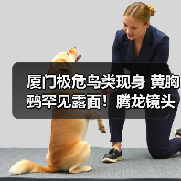 厦门极危鸟类现身 黄胸鹀罕见露面!腾龙镜头新品发布(图1) 厦门极危鸟类现身 黄胸鹀罕见露面!腾龙镜头新品发布(图1)
