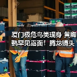 厦门极危鸟类现身 黄胸鹀罕见露面!腾龙镜头新品发布(图4) 厦门极危鸟类现身 黄胸鹀罕见露面!腾龙镜头新品发布(图4)