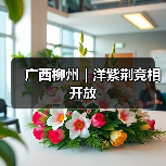 广西柳州|洋紫荆竞相开放(图1) 广西柳州|洋紫荆竞相开放(图1)