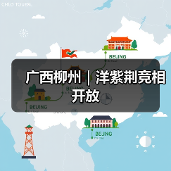 广西柳州|洋紫荆竞相开放(图2) 广西柳州|洋紫荆竞相开放(图2)