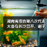 湖南省摄协第八次代表大会在长沙召开,谢子龙再次当选主席(图1) 湖南省摄协第八次代表大会在长沙召开,谢子龙再次当选主席(图1)